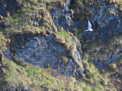 iNaturalist image