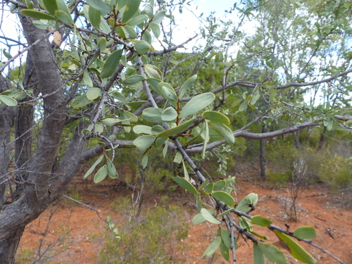 Acacia excelsa observed 2026-04-07