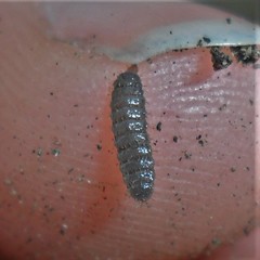 Stratiomyomorpha