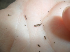 Stratiomyomorpha