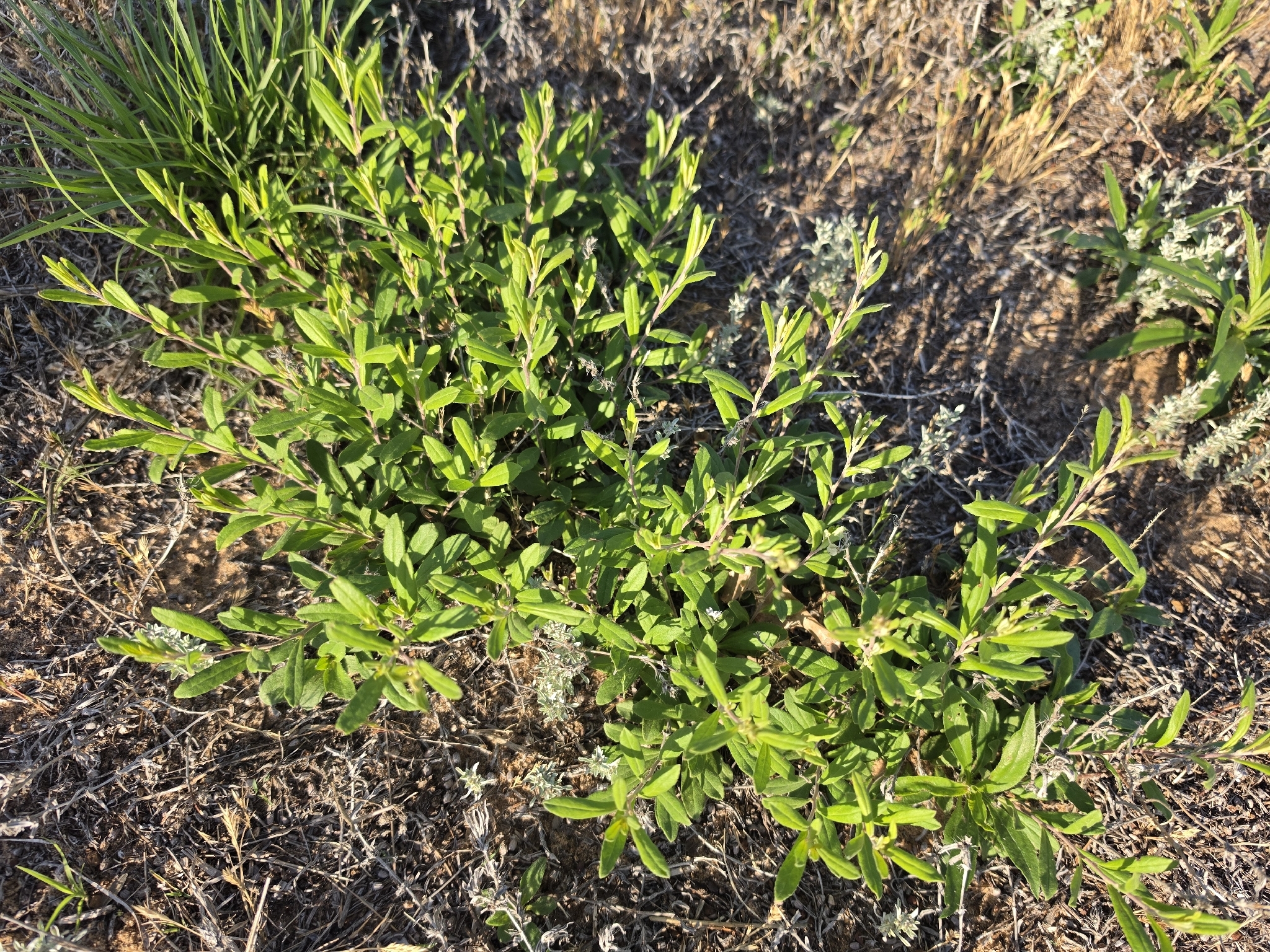 Imagem de Crocanthemum georgianum