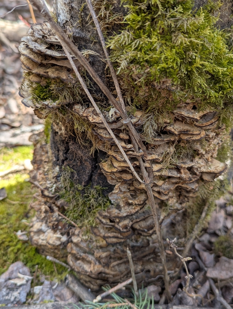 Bjerkandera adusta · April 2026 · photo: © victor_darkwood (iNaturalist, cc-by)
