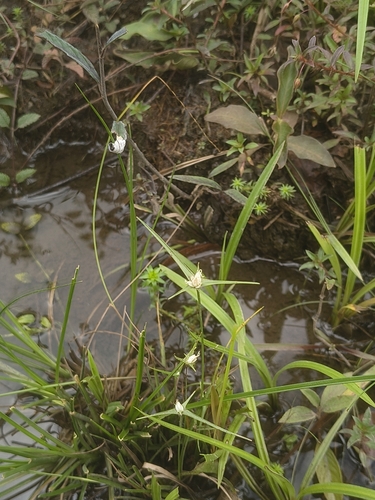 Rhynchospora pubera