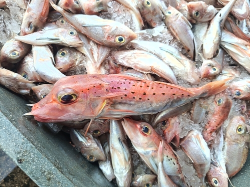 Blackspotted gurnard (Pterygotrigla hemisticta) — Triglidae — 5