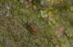 Cardiastethus fasciiventris