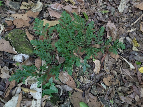 Selaginella silvestris, 2026-04-20