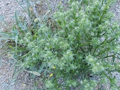 Cryptantha maritima