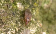 Cardiastethus fasciiventris