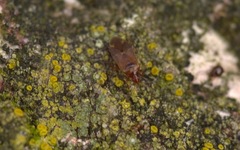 Cardiastethus fasciiventris