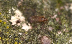 Cardiastethus fasciiventris