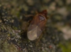 Cardiastethus fasciiventris