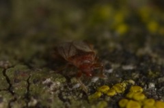 Cardiastethus fasciiventris