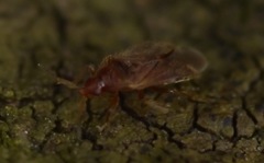 Cardiastethus fasciiventris