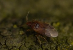 Cardiastethus fasciiventris