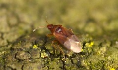 Cardiastethus fasciiventris