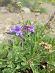 Penstemon pruinosus