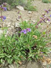 Penstemon pruinosus