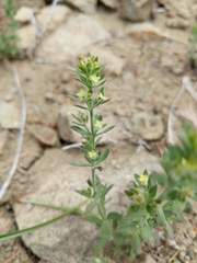 Galium serpenticum