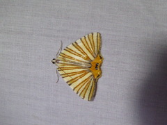 Pityeja histrionaria