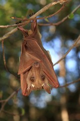 Epomophorus dobsonii