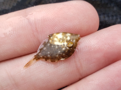 Planehead filefish (Stephanolepis hispidus) — Monacanthidae