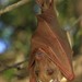 Dobson's Epauletted Fruit Bat - Photo (c) Jakob Fahr, some rights reserved (CC BY-NC), uploaded by Jakob Fahr