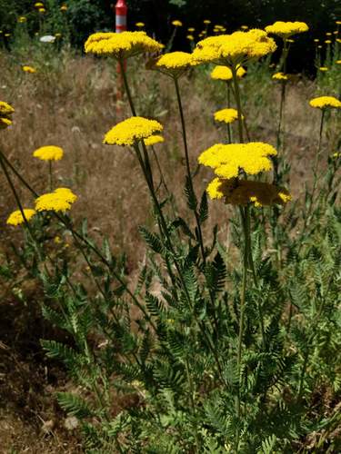 Achillea filipendulina