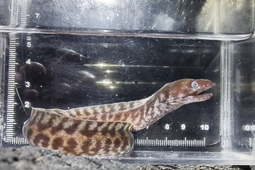 Lipspot moray