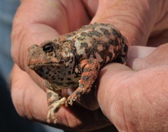 Anaxyrus americanus copei
