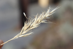 Rytidosperma caespitosum, photograph (c) Joe Dillon, some rights reserved (CC BY)