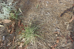 Rytidosperma caespitosum