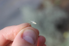 Rytidosperma caespitosum, photograph (c) Joe Dillon, some rights reserved (CC BY)