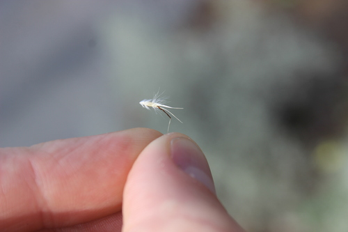Rytidosperma caespitosum, photograph 3