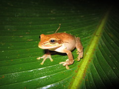 Smilisca phaeota