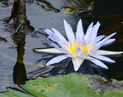 Nymphaea nouchali caerulea