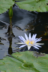 Nymphaea nouchali caerulea