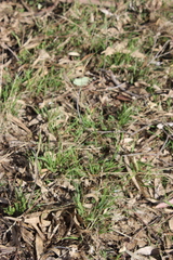 Anthosachne scabra, photograph (c) Joe Dillon, some rights reserved (CC BY)