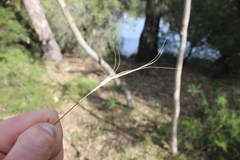 Anthosachne scabra, photograph (c) Joe Dillon, some rights reserved (CC BY)