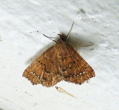 Focillidia texana