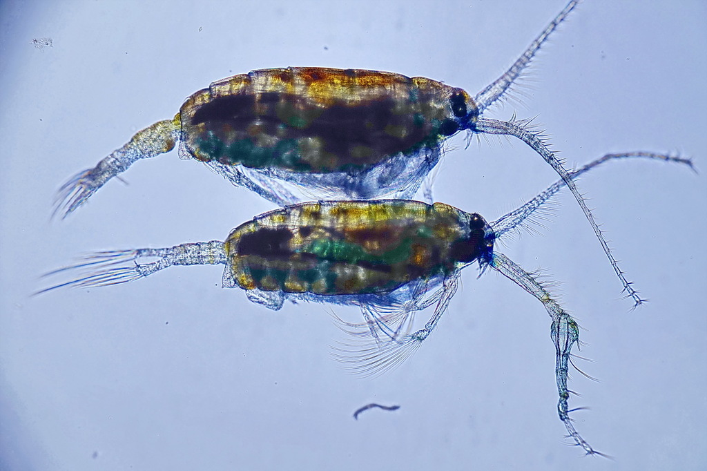 Pontellidae