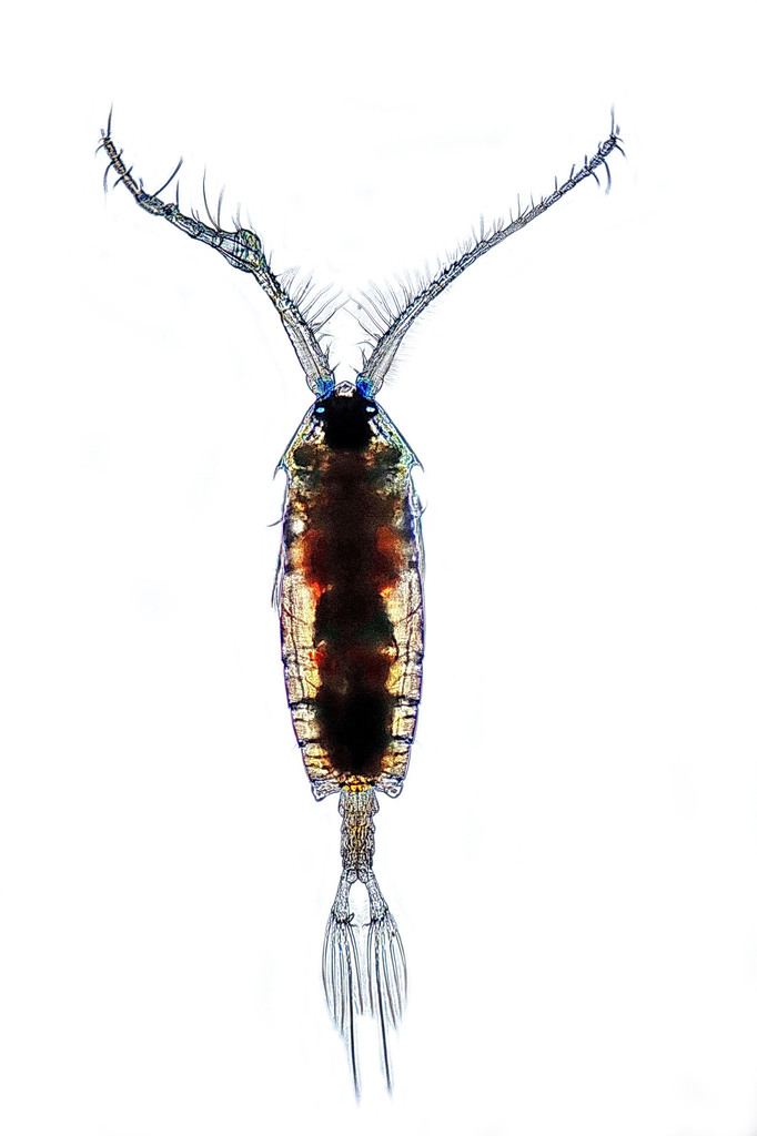 Pontella mediterranea