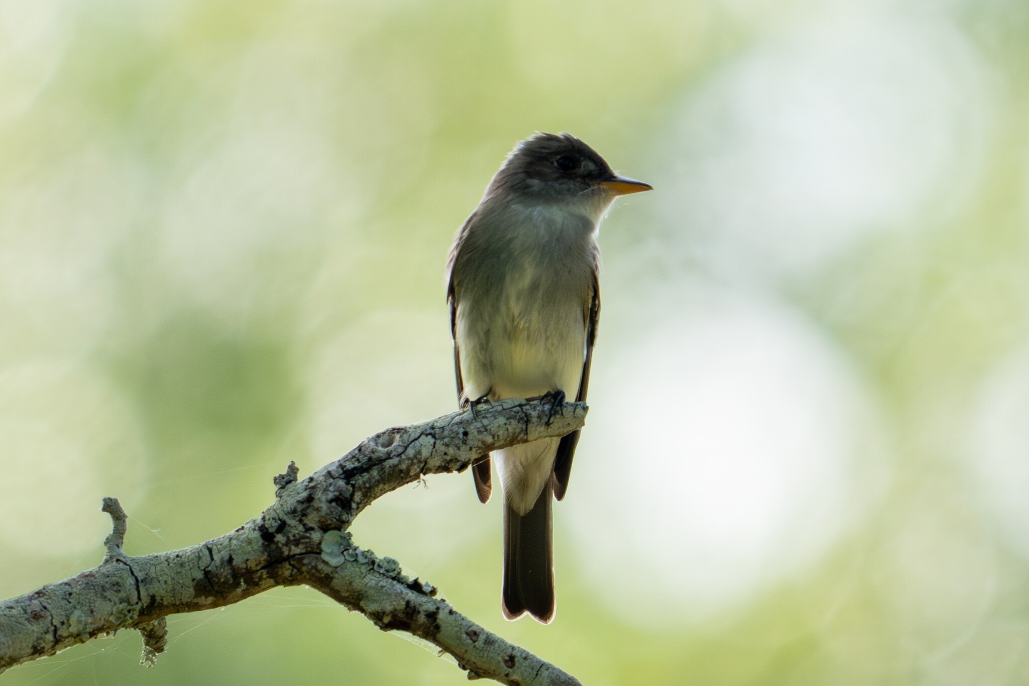 Eastern Wood Pewee (Contopus virens), photo 2