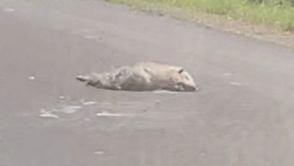 Virginia Opossum