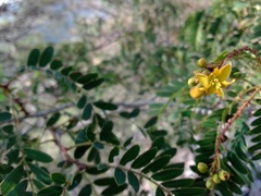 Senna polyantha