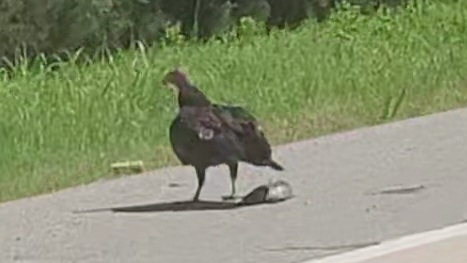 Turkey Vulture