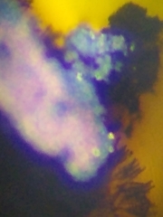 Hypoxylon fuscopurpureum