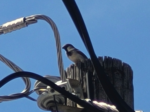 House Sparrow