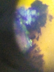 Hypoxylon fuscopurpureum