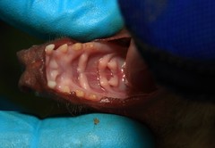 Epomophorus dobsonii