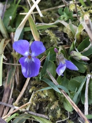 Viola hirta